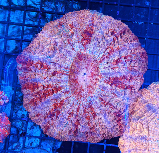 Rainbow acantho