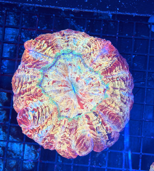 Rainbow acantho
