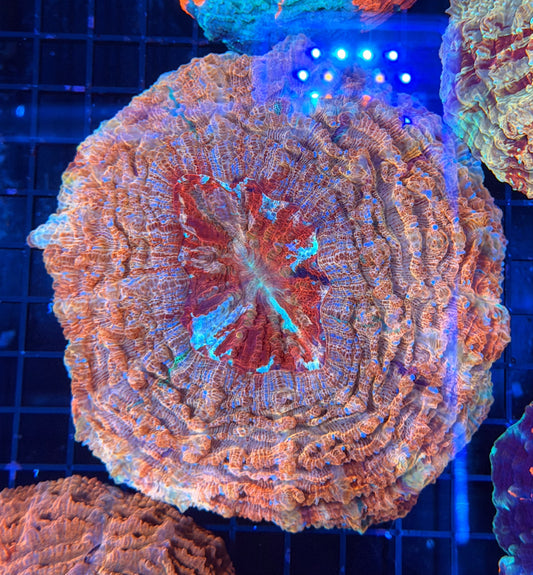 Rainbow acantho