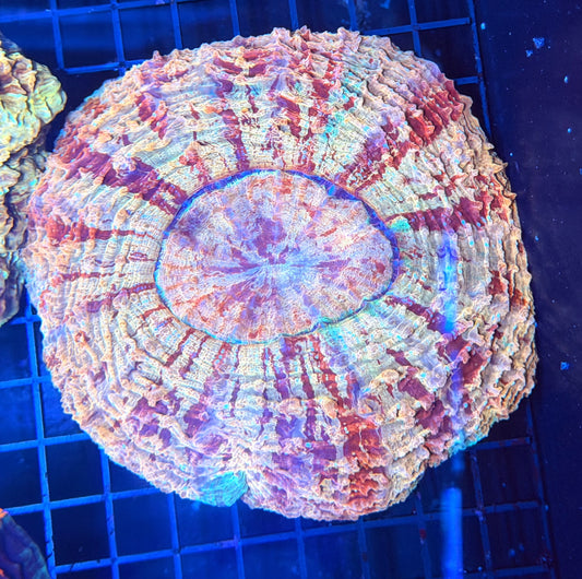 Rainbow acantho