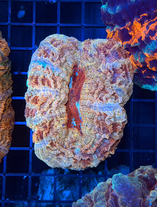 Rainbow acantho