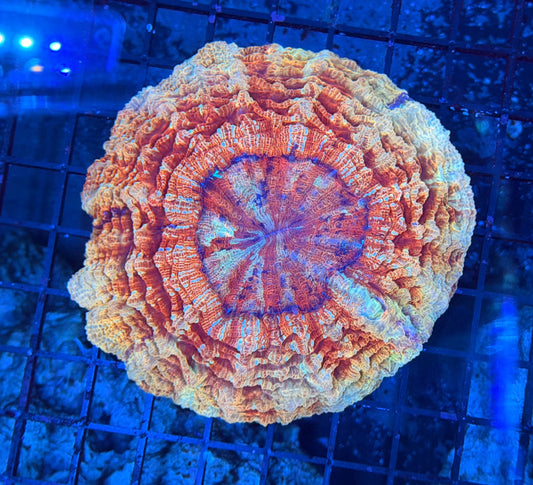 Rainbow acantho