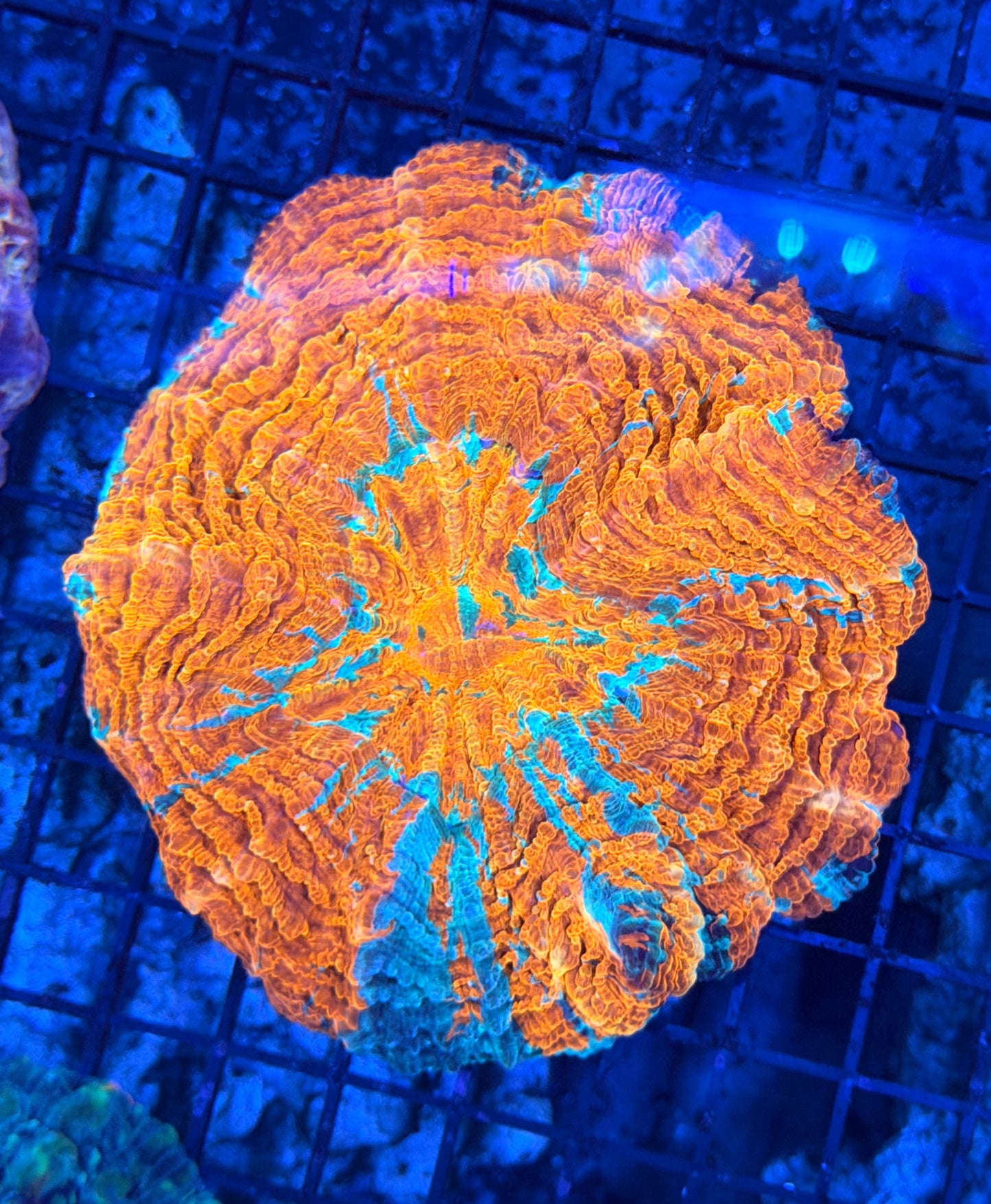 Rainbow acantho