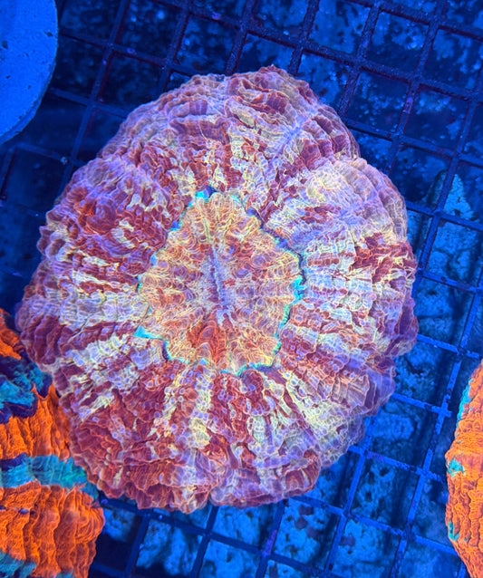 Rainbow acantho
