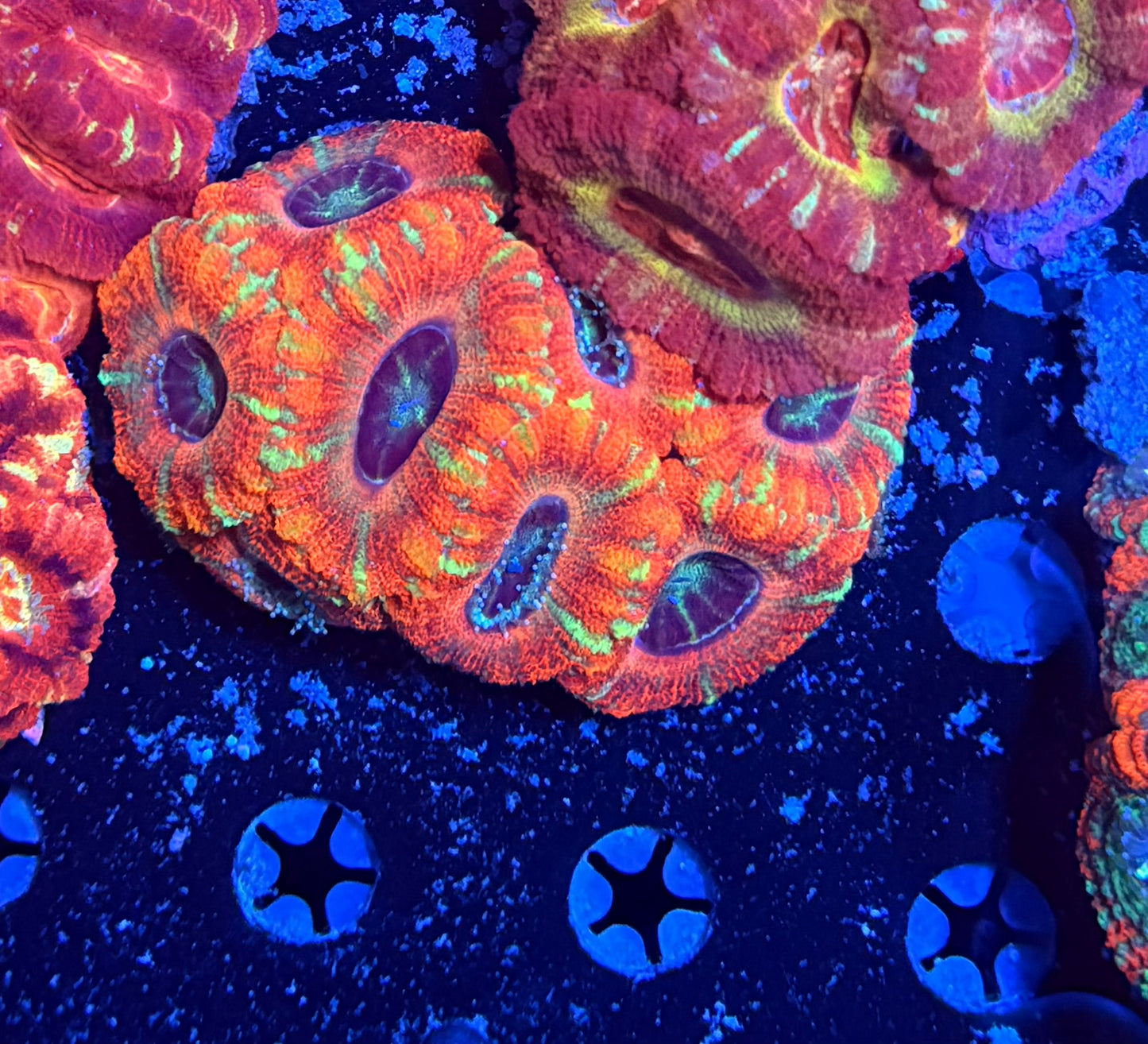 Asian acan