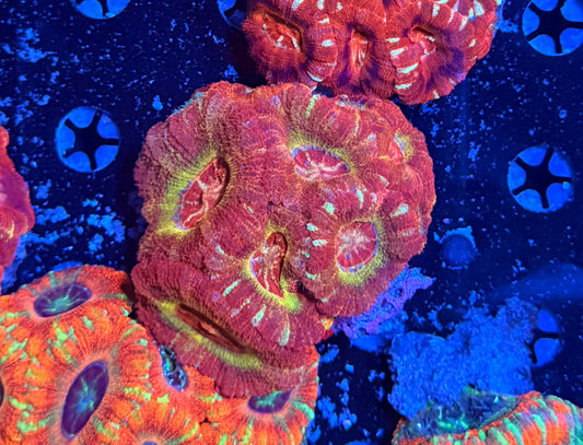 Asian acan