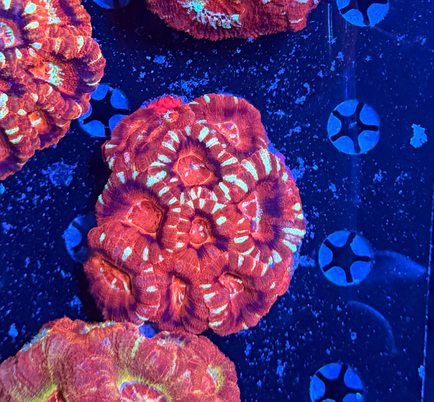 Asian acan clearance