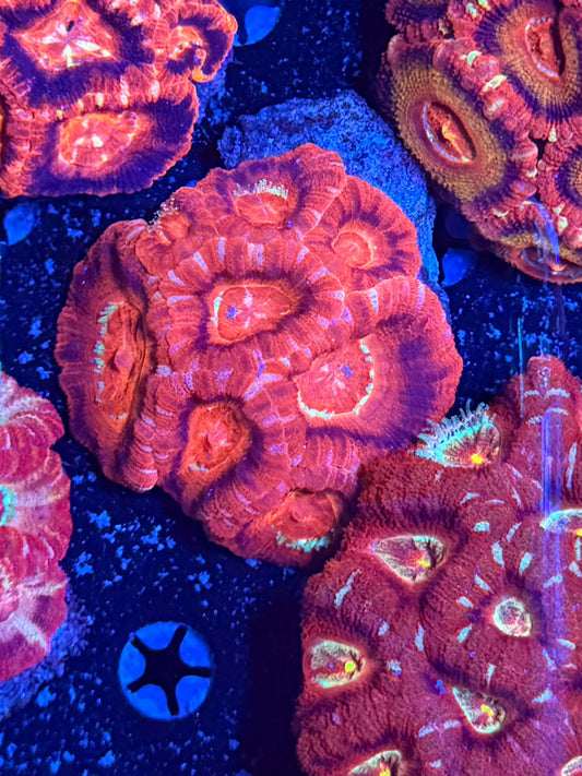 Asian acan clearance
