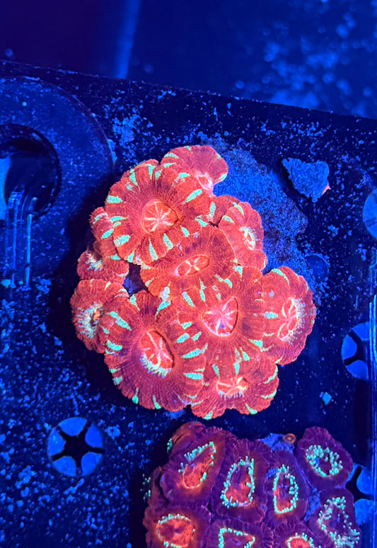 Asian acan clearance