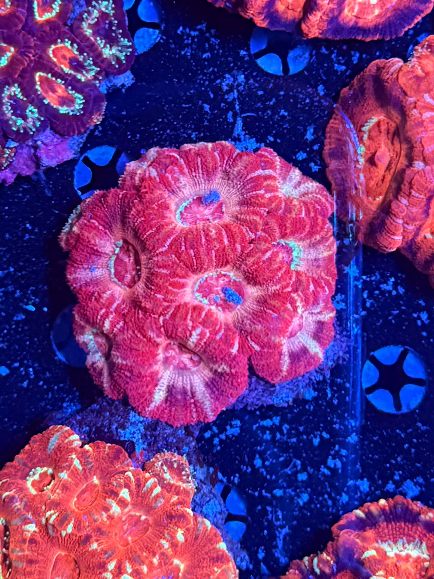 Asian acan clearance