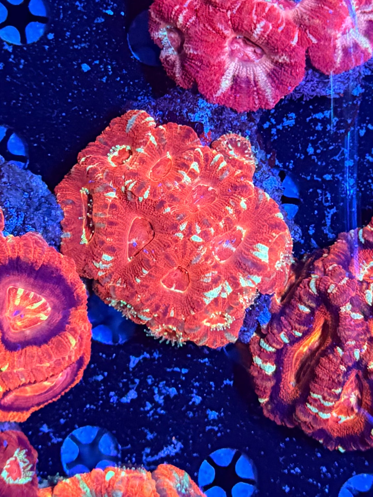 Asian acan clearance