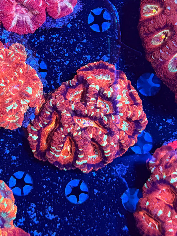 Asian acan clearance