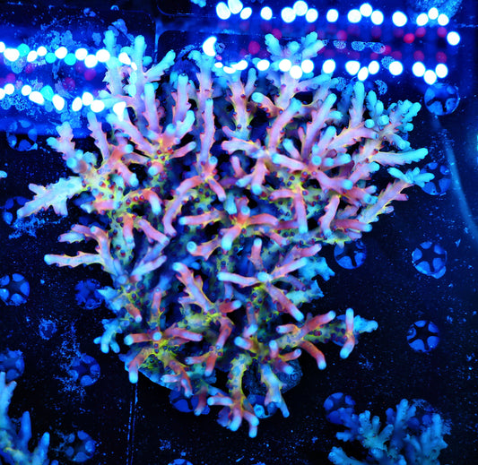 Malaysia lokani super rainbow large