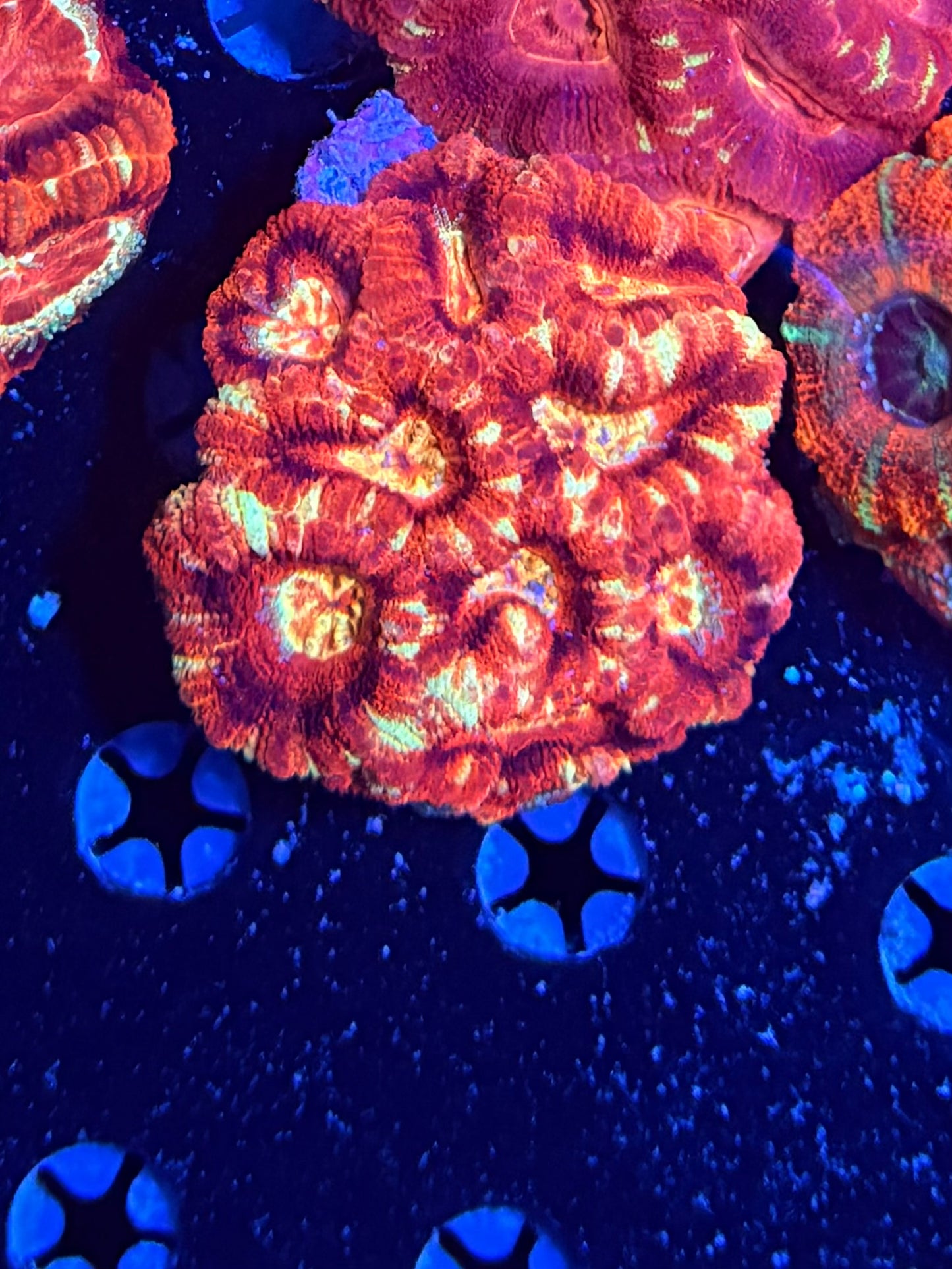 Asian acan clearance