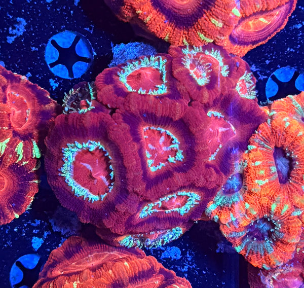 Asian acan clearance