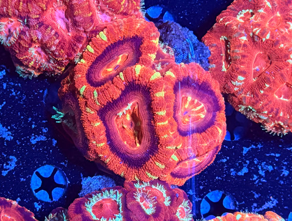 Asian acan