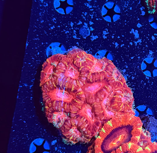 Asian acan clearance