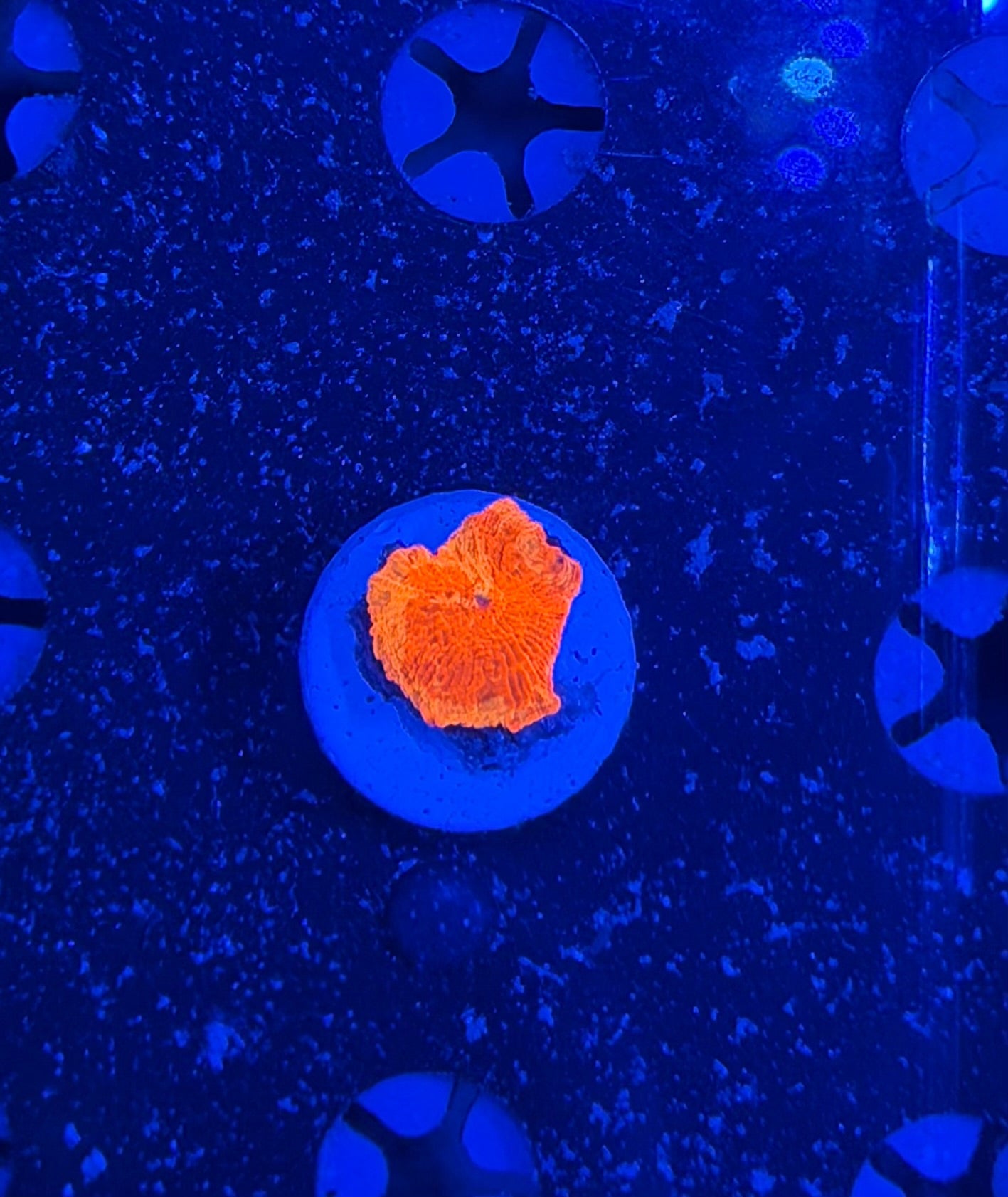 Eclectus / jawbreaker