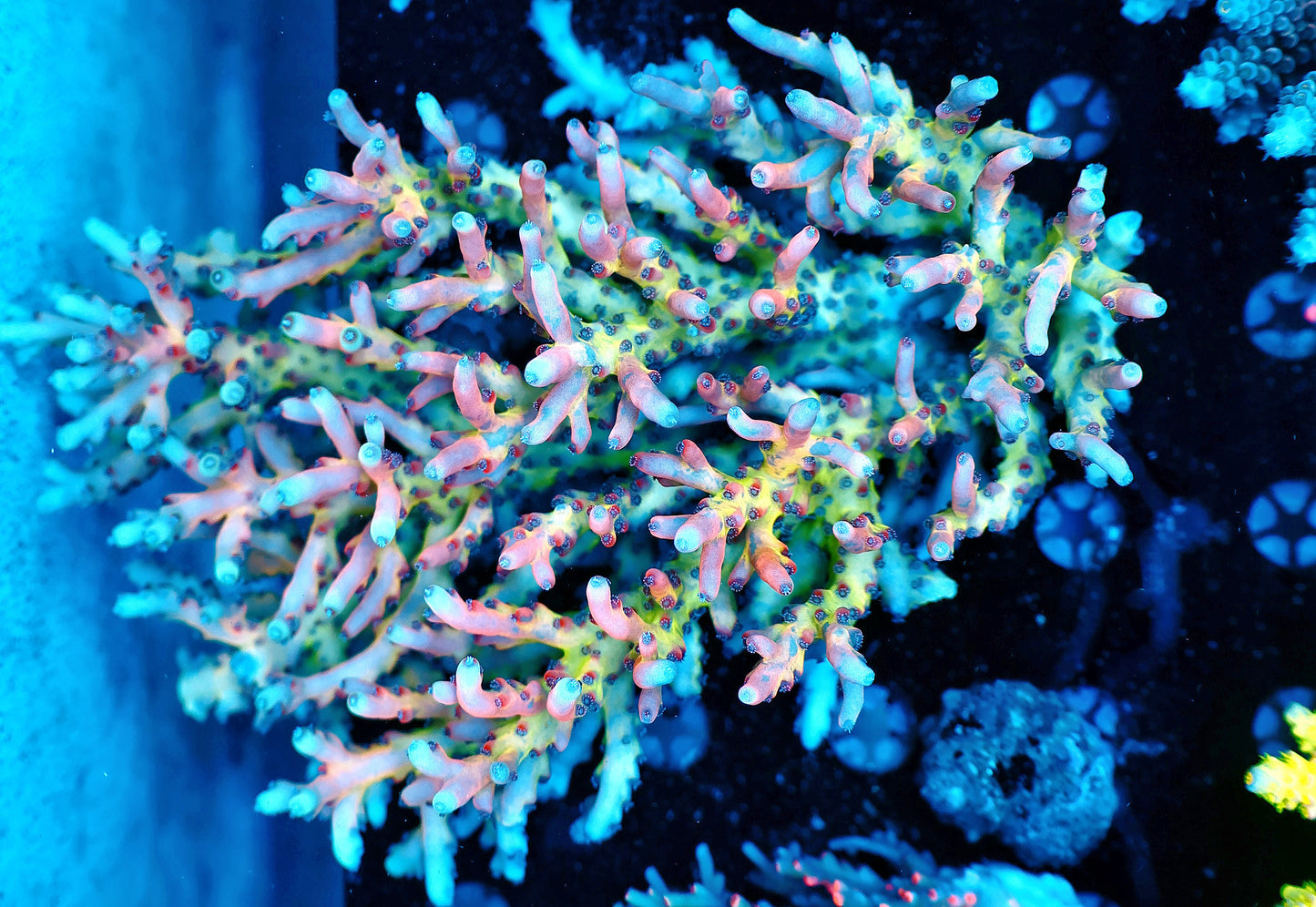 Malaysia lokani super rainbow large
