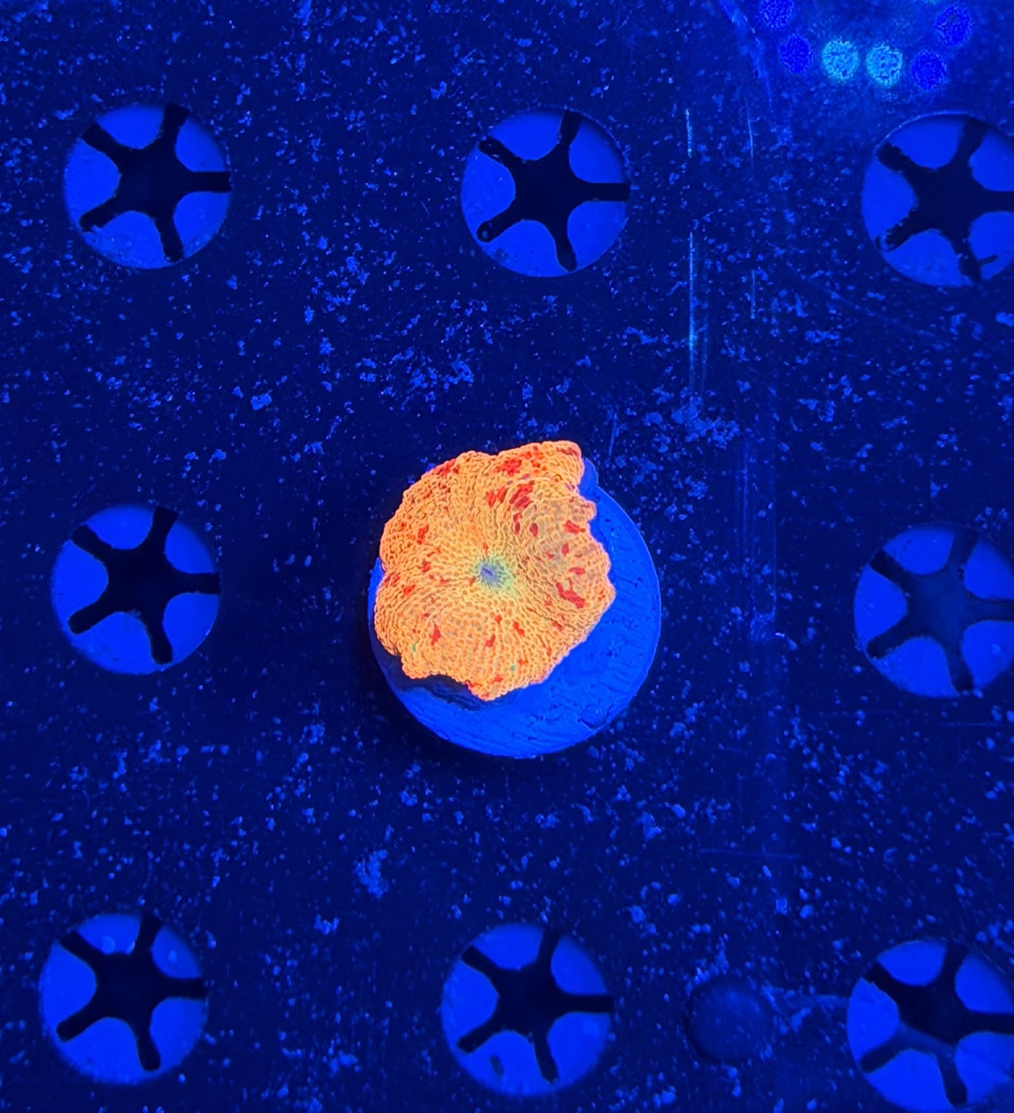 Eclectus / jawbreaker