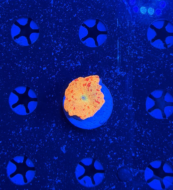 Eclectus / jawbreaker