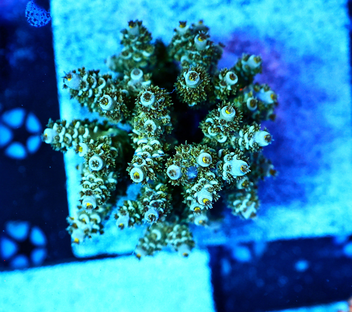 Indo premium acro