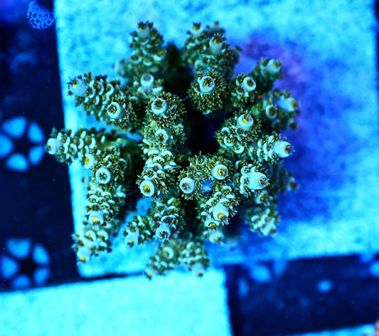 Indo premium acro