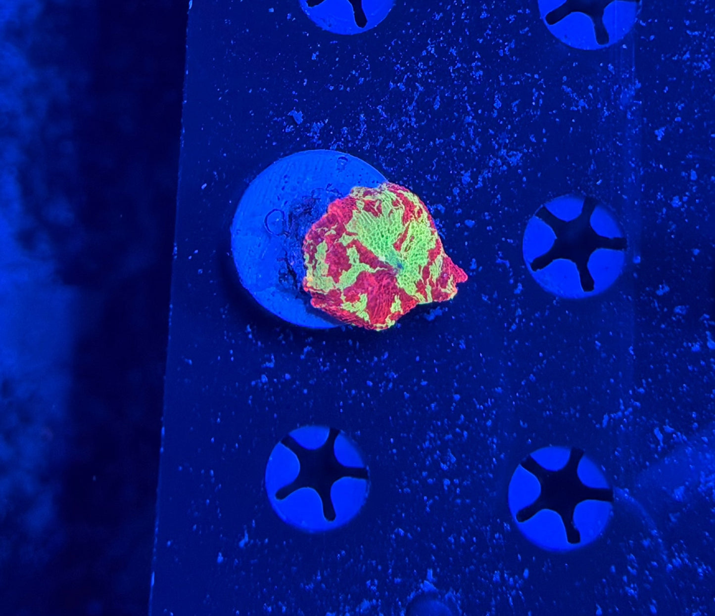 Eclectus / jawbreaker