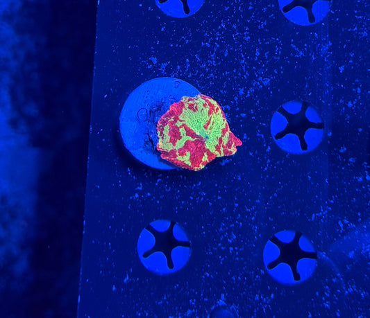 Eclectus / jawbreaker