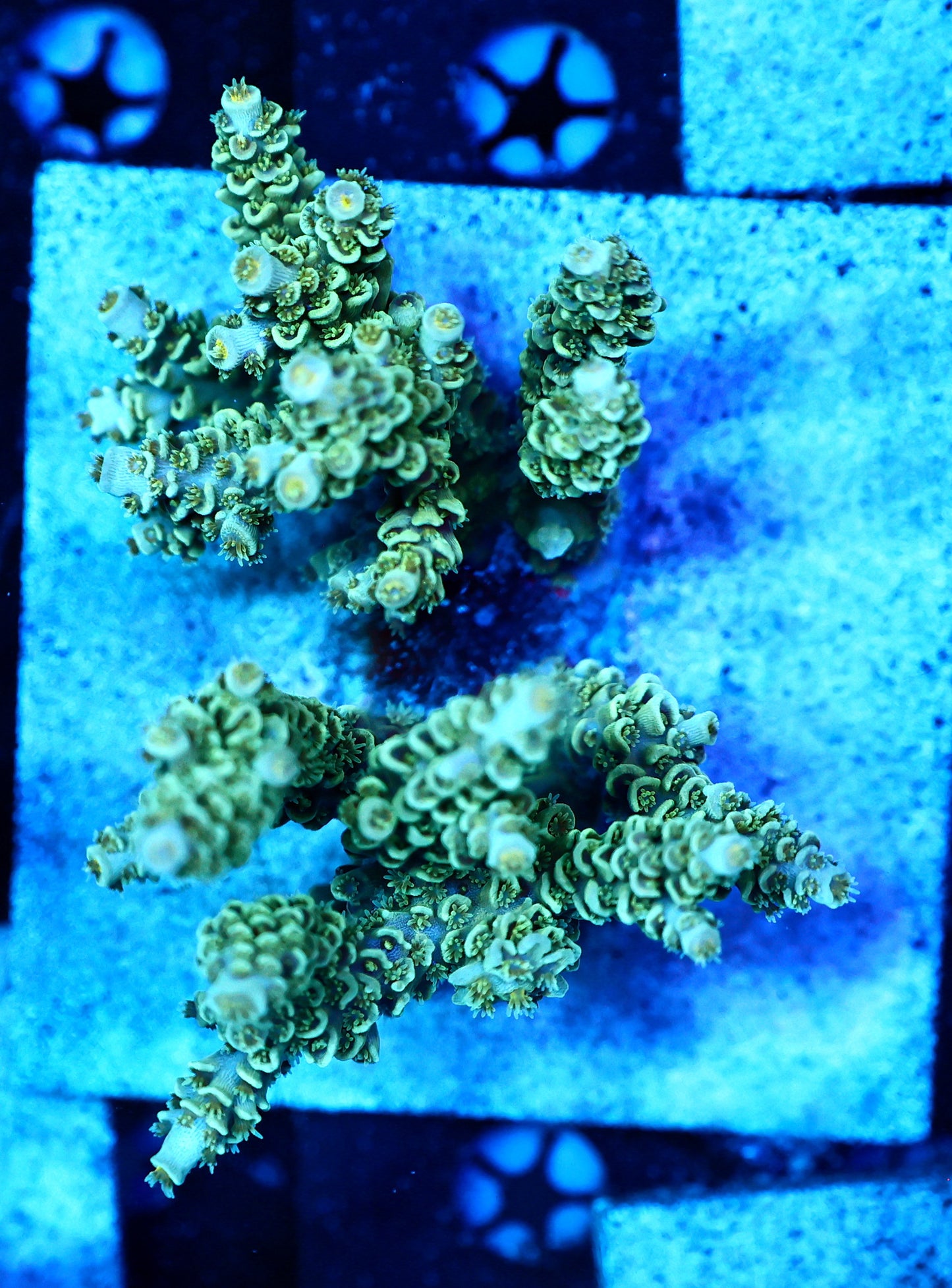 Indo premium acro