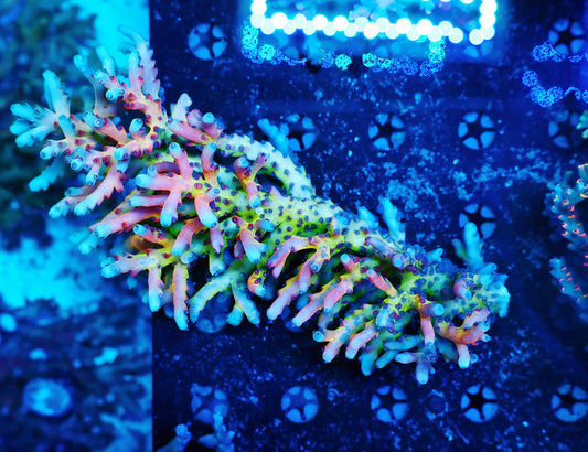 Malaysia lokani super rainbow medium