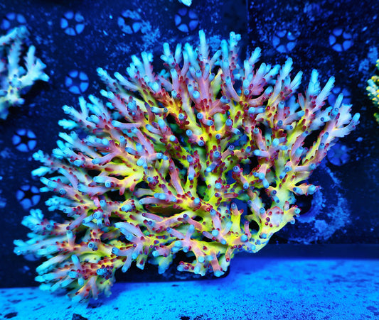 Malaysia lokani super rainbow large
