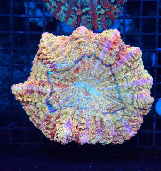 Rainbow acantho