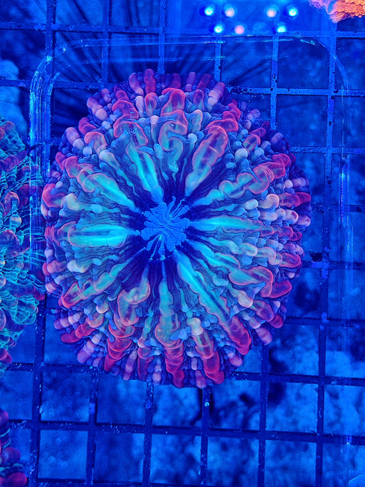 Indophyllia