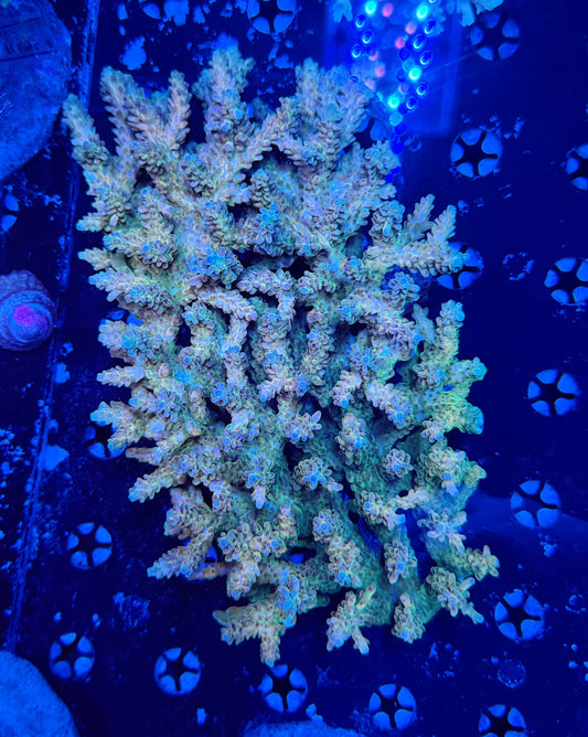 Malay SPS colony