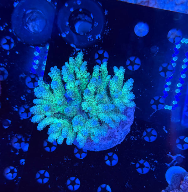 Premium Indo acro clearance