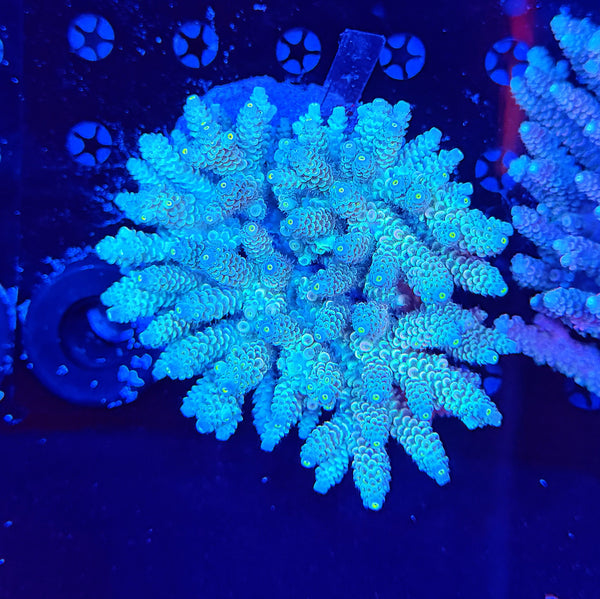 Premium Indo acro clearance