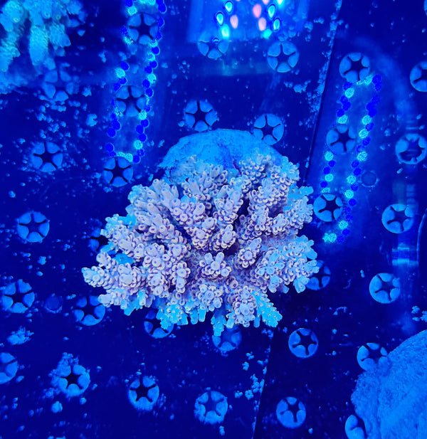 Premium Indo acro clearance