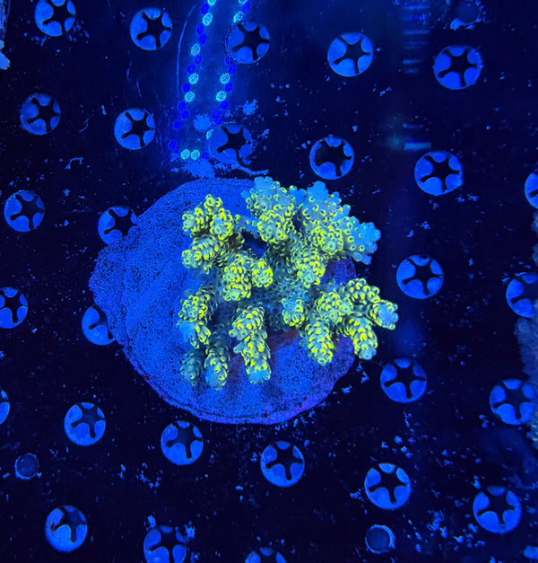 Premium Indo acro clearance