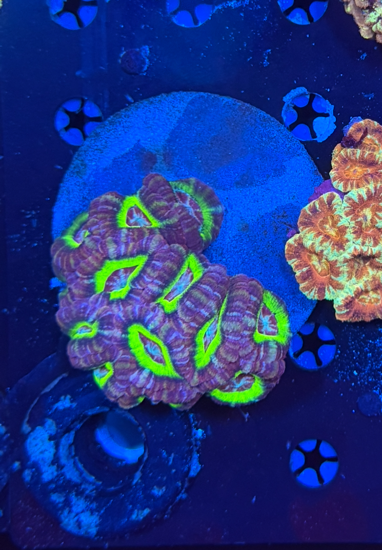 Asian acan