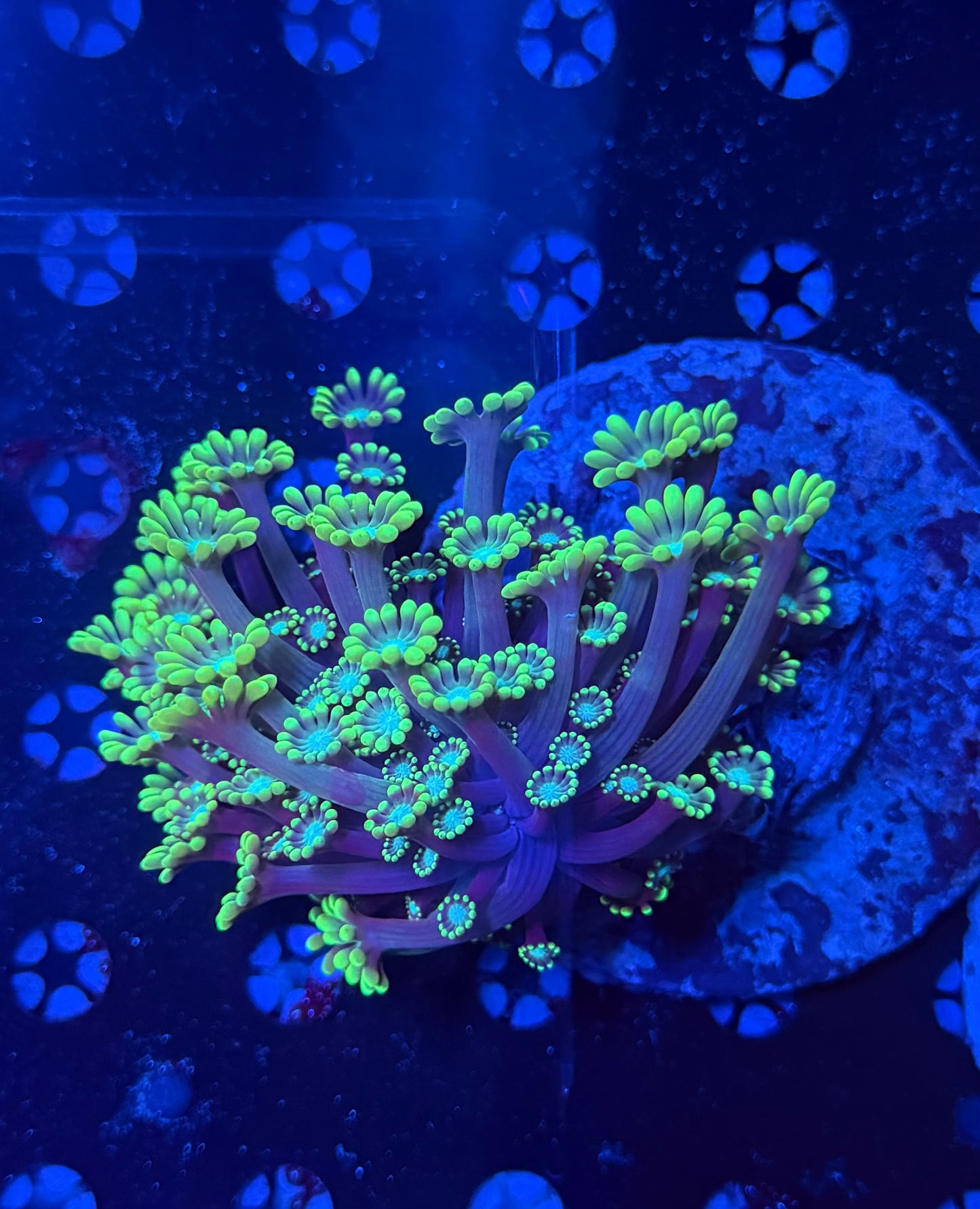 Branching alvepora