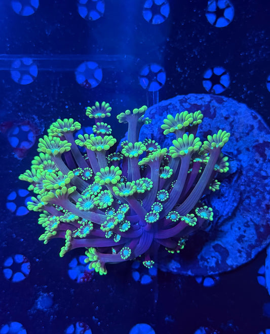 Branching alvepora