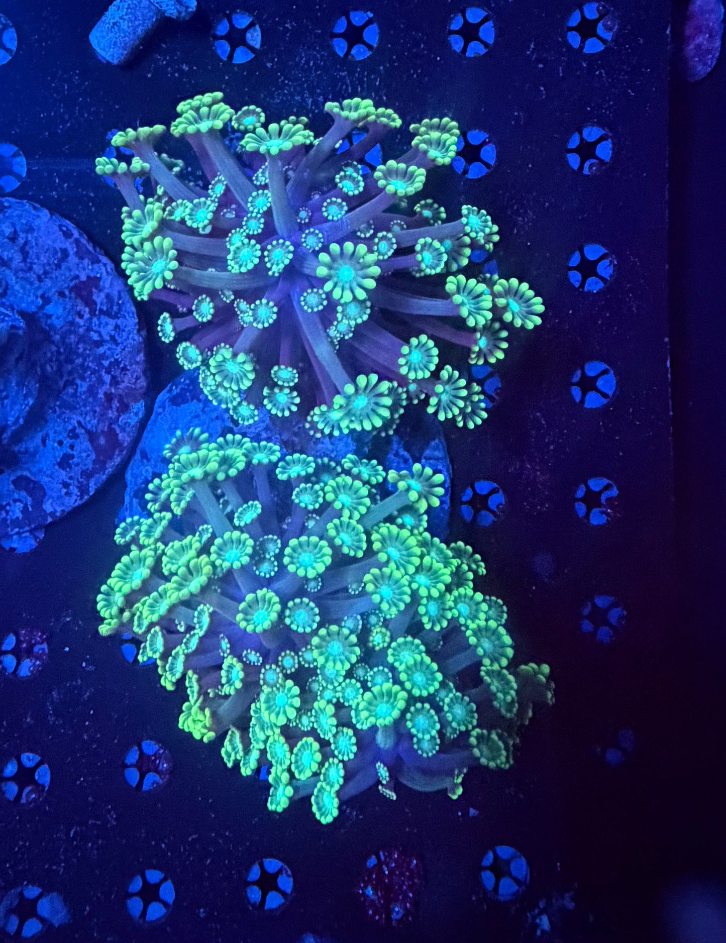 Branching alvepora