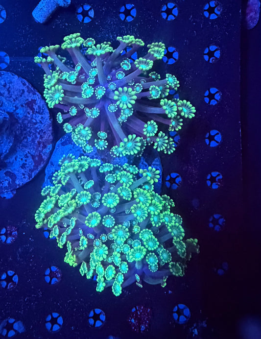 Branching alvepora