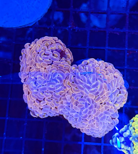 Rainbow branching hammer Colony