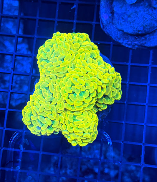 Willy wonka colony