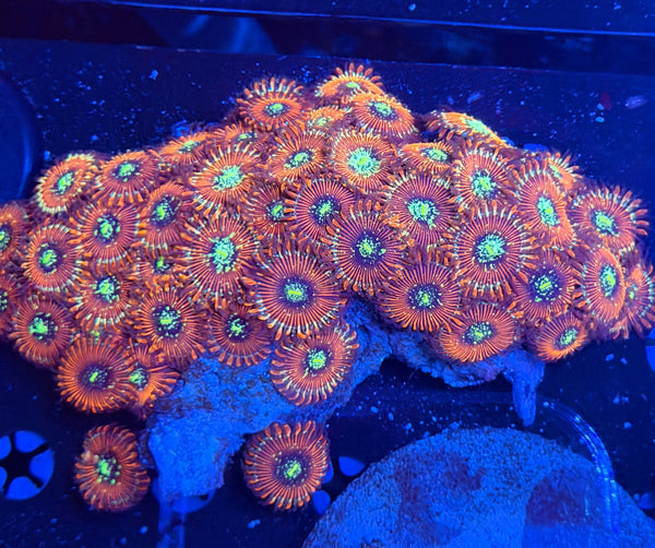 Zoa rock