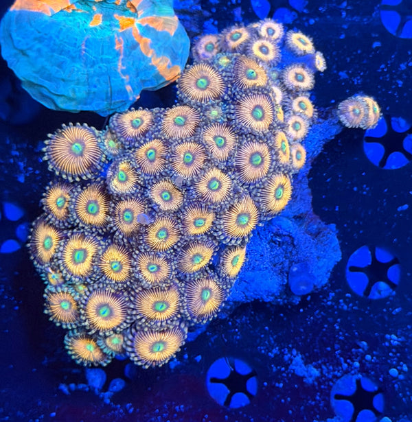 Zoa rock
