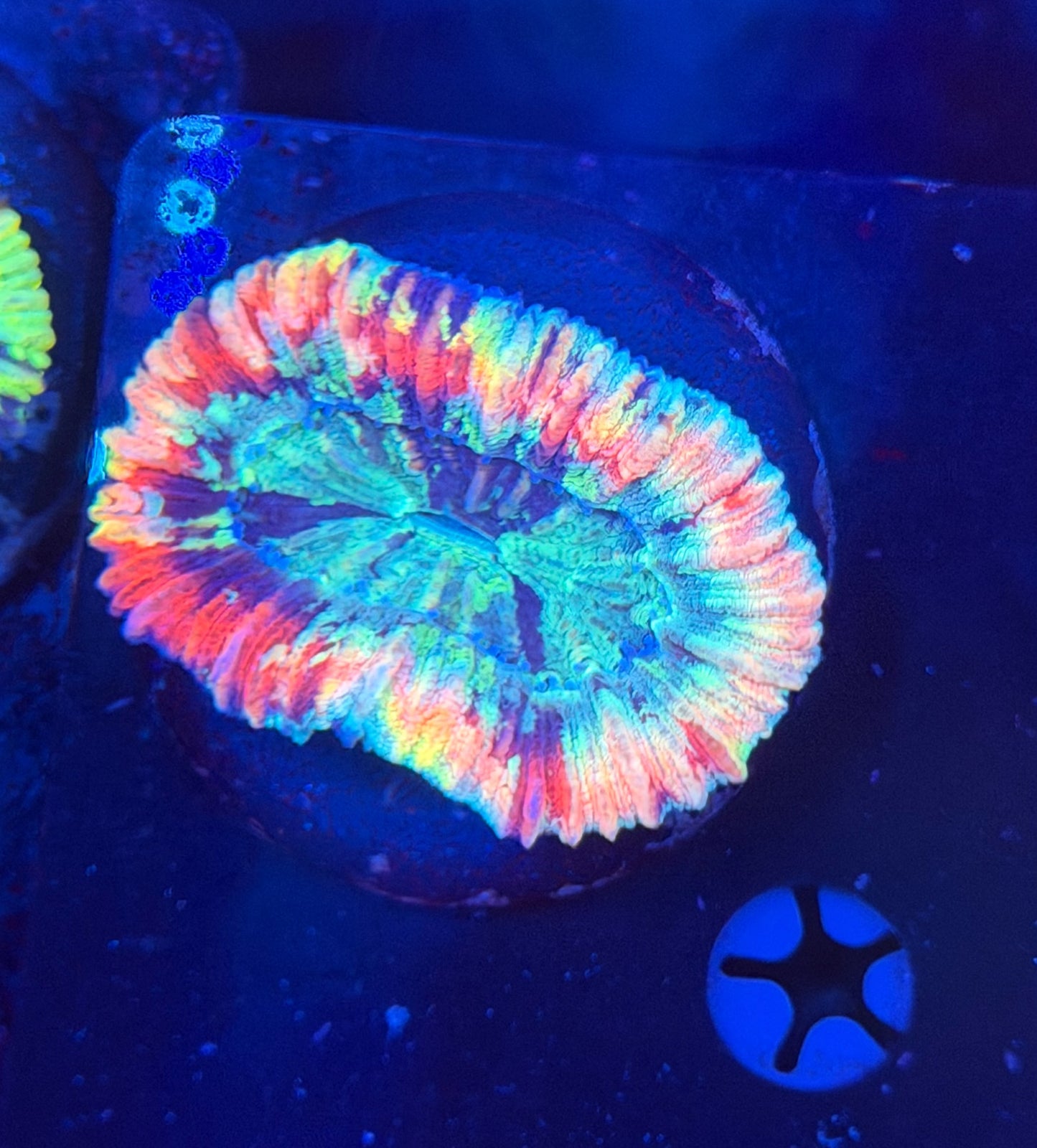 Rainbow Trachy