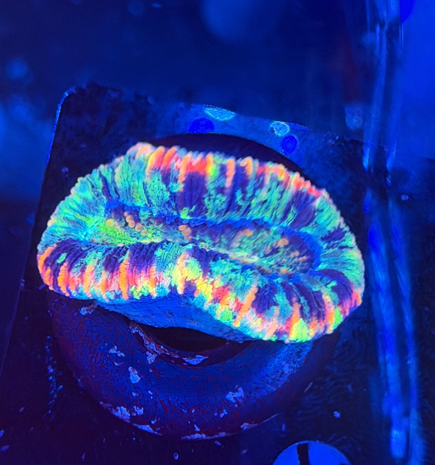 Rainbow Trachy